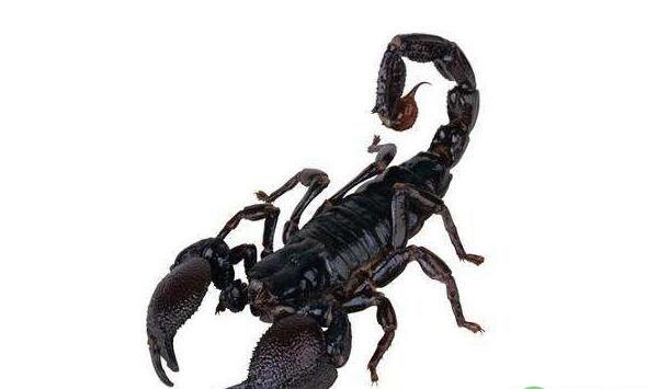 饲养蝎子如何控制温湿度？蝎子饲养控制温湿度的方法