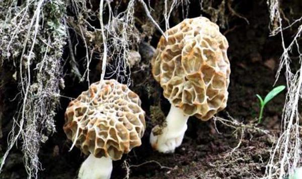 羊肚菌无公害种植技术