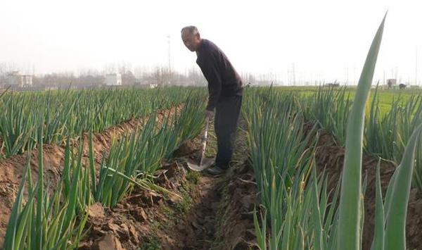 大葱白如何高产种植？