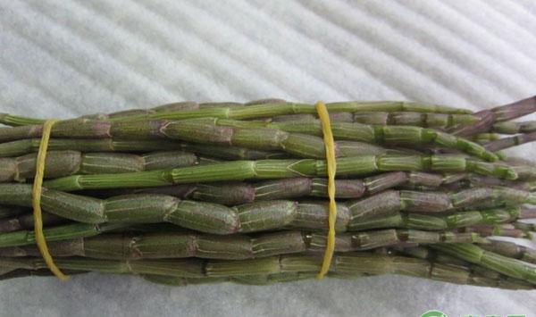 基金项目：福建省铁皮石斛产业发展现状及发展对策