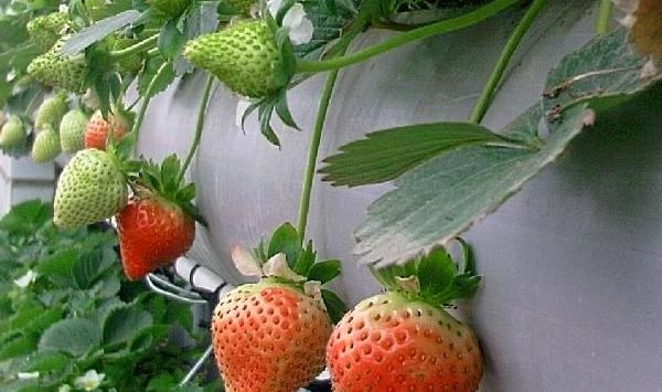 草莓种植根系养护技巧