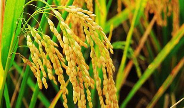 水稻倒伏预防措施