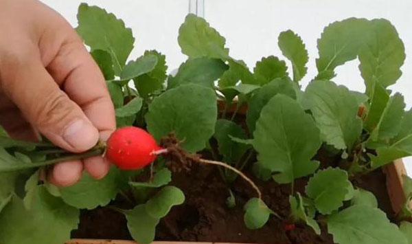 樱桃萝卜种植方法
