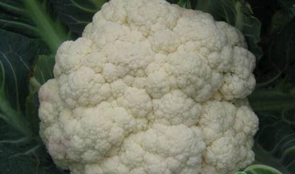 花菜为何会出现异常生长现象？花菜异常生长原因及防治措施