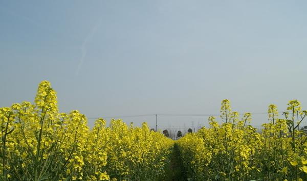 油菜分段结实怎么办？