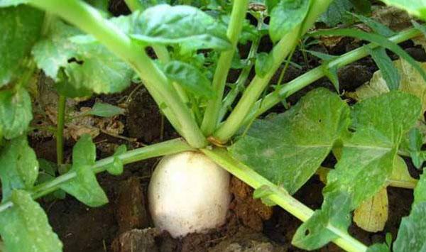 冬天可以种植什么蔬菜？适合冬季种植的蔬菜品种