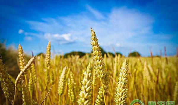 种小麦是用二铵还是复合肥好？