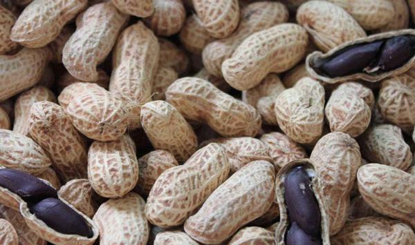 黑花生什么时候种植？黑花生种植时间和方法