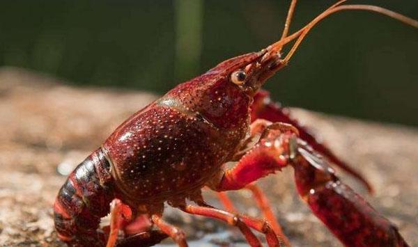 如何繁殖小龙虾？小龙虾土池繁殖法及日常管理要点