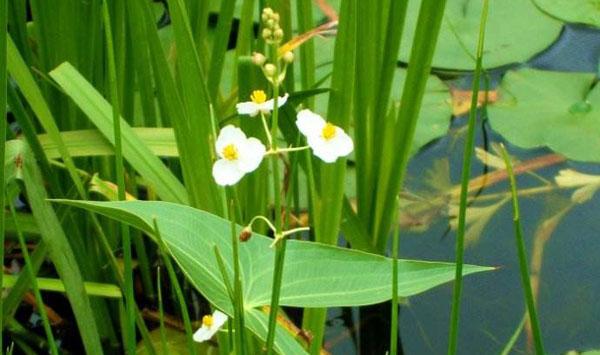 水稻田野慈姑防治方法
