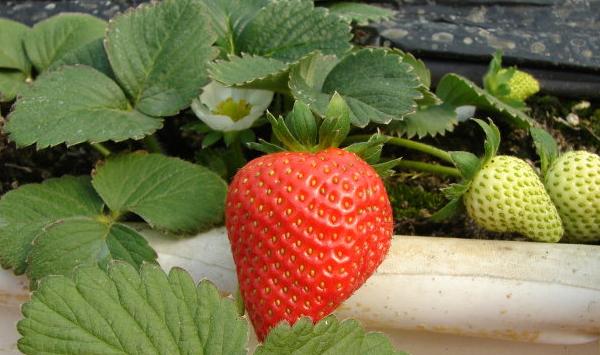 草莓高产种植