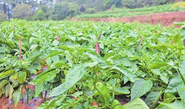 氯溴异氰尿酸“速渡”对农作物生长有哪些作用？