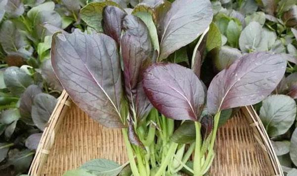 紫油菜家庭种植方法