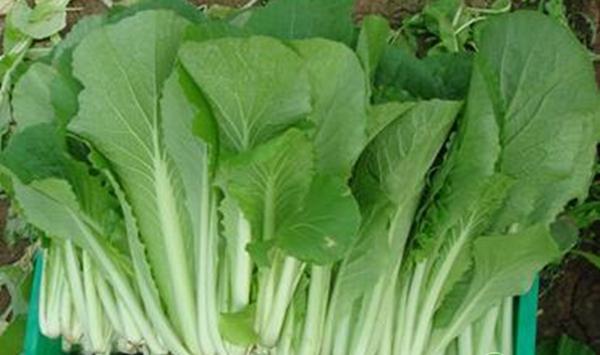 小白菜家庭种植步骤及技术要点