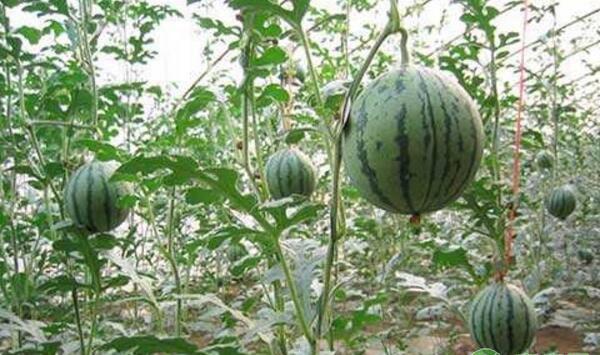 夏秋季西甜瓜如何栽培？夏秋季西甜瓜大棚栽培技术