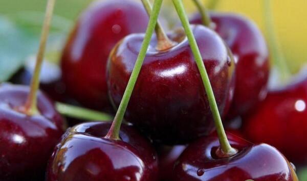 凤庆县车厘子种植气候条件及环境要求