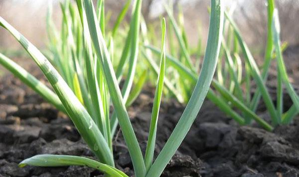 大蒜种植施肥建议