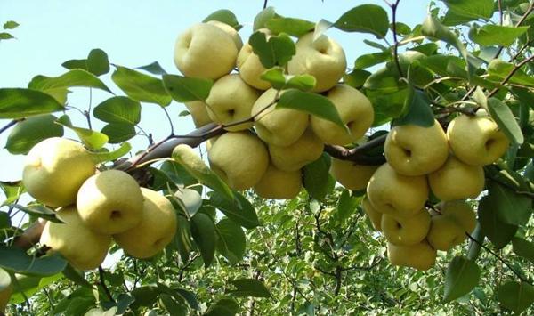 梨树嫁接时间及方法