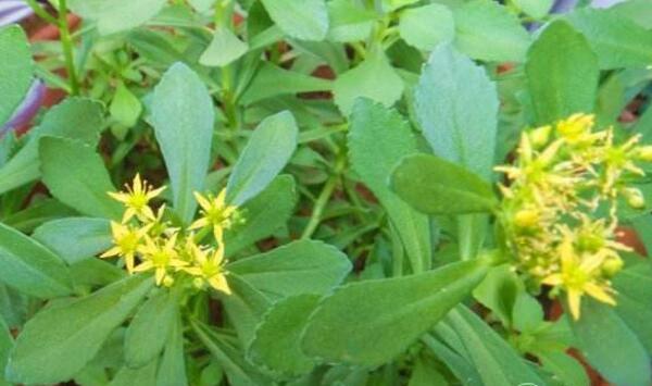 蔬菜生产时为何要使用无纺布？蔬菜生产无纺布使用要点