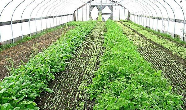 大棚蔬菜用药注意事项及药害防治方法