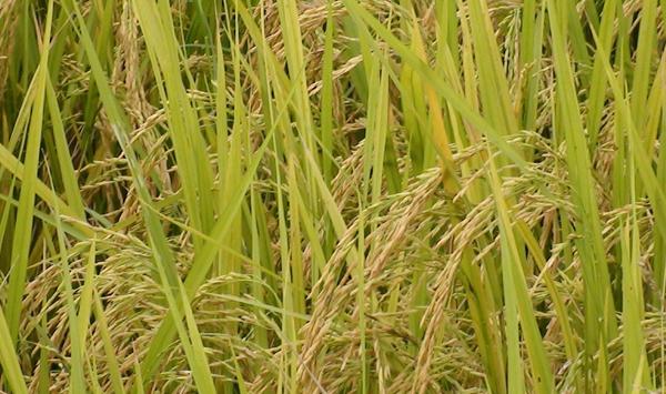 富硒水稻怎么种？