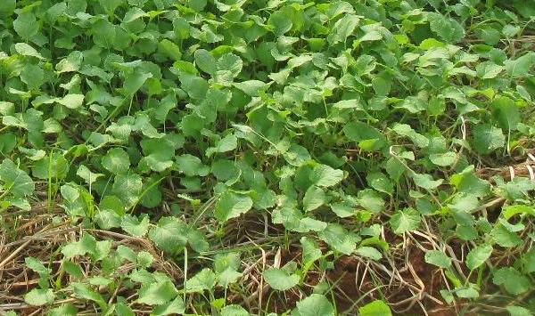 油菜怎么直播？