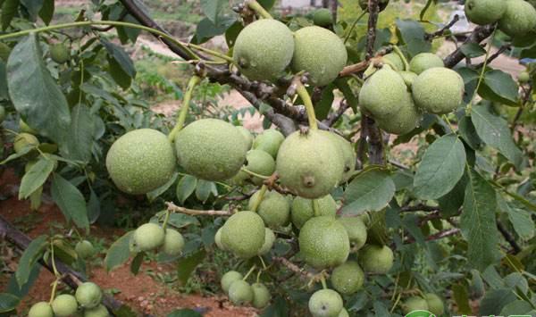 辽宁省喀左县核桃高接改优技术要点