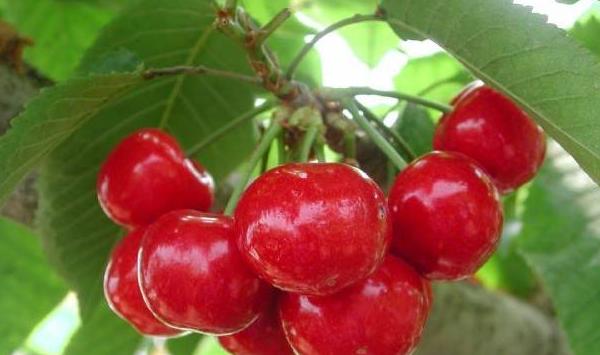 甜樱桃如何实现高产种植？