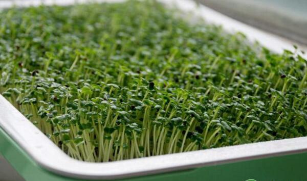 蔬菜菌核病如何防治？蔬菜菌核病发生规律及防治措施