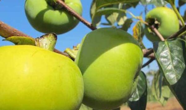 正宁县柿栽培品种及标准化高效栽培技术