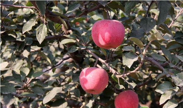 甘肃泾川优质苹果生产高光效新树形栽培技术