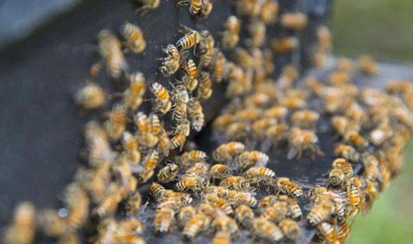 蜂群无蜂王处理方法