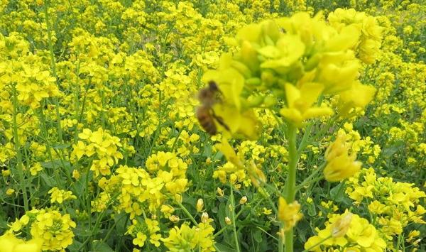 油菜分段结实的原因分析及防治措施