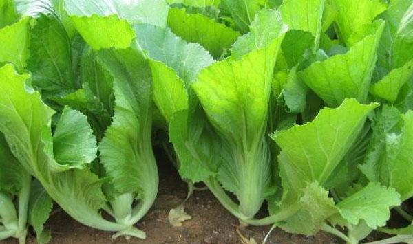 苦瓜、豇豆、包心肉芥菜一年三茬高效轮作模式