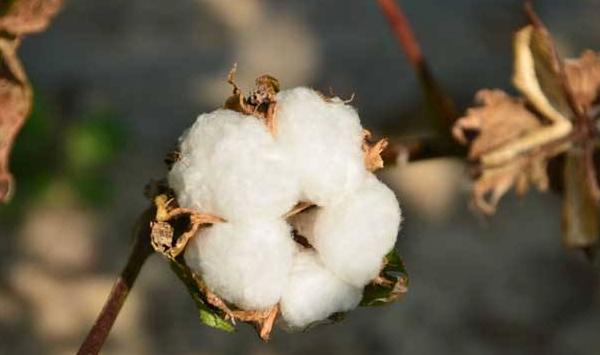 抗虫棉需要防虫吗？