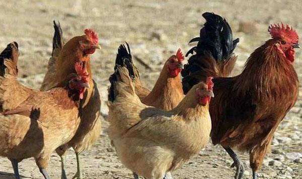 鸡群痛风防治措施