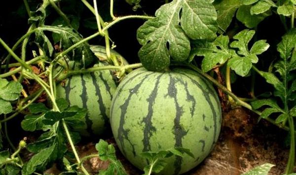 大棚西瓜开花幼果期管理要点及病虫害防治措施