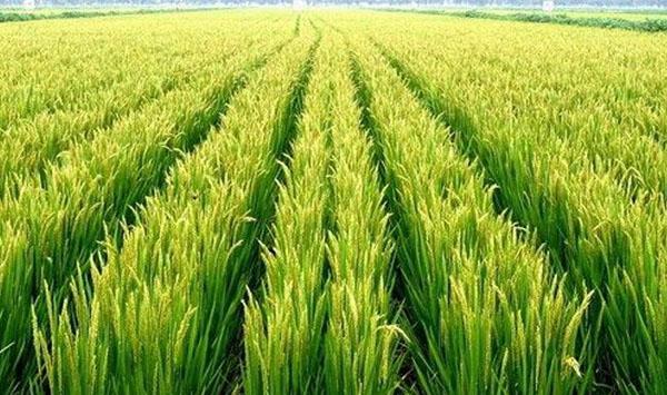 水稻倒伏管理措施