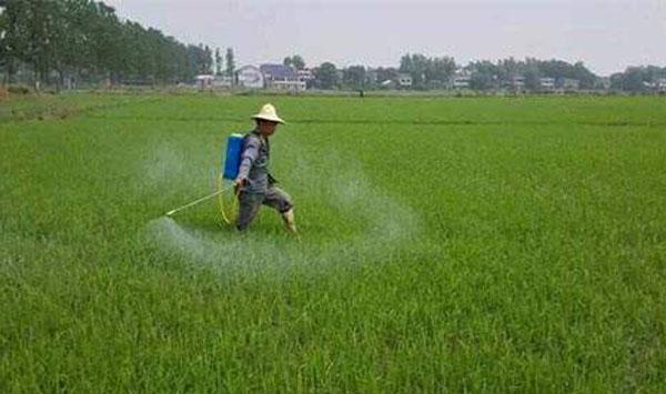 水稻除草剂