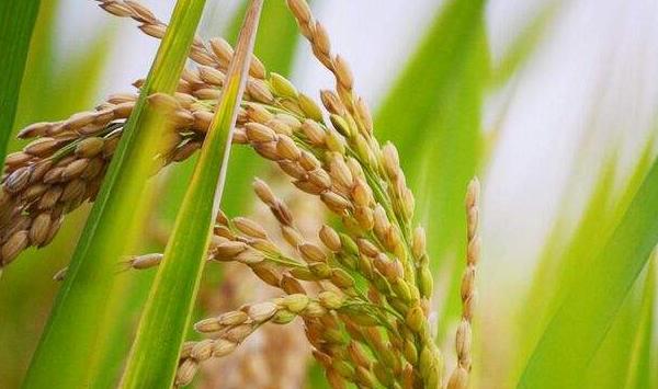 富硒水稻怎么种？江西绿色优质天然富硒水稻栽培技术