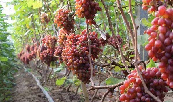 葡萄病虫害管理