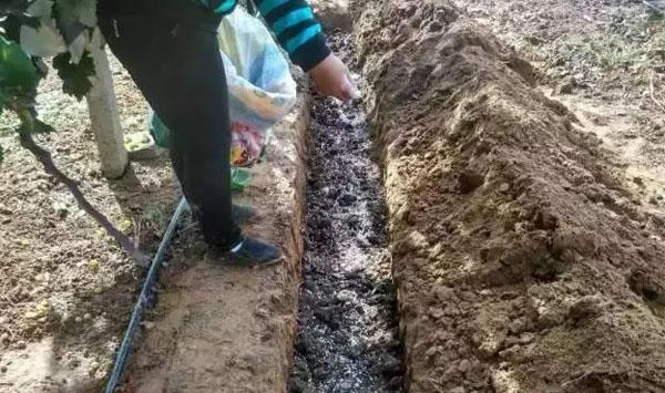 葡萄秋施基肥时间