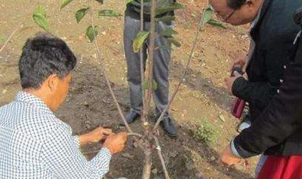 果树种植如何让叶片营养流回树体？