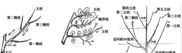 石榴树各生长阶段的修剪方法