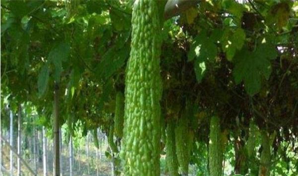 苦瓜如何栽培？苦瓜种植时间和方法