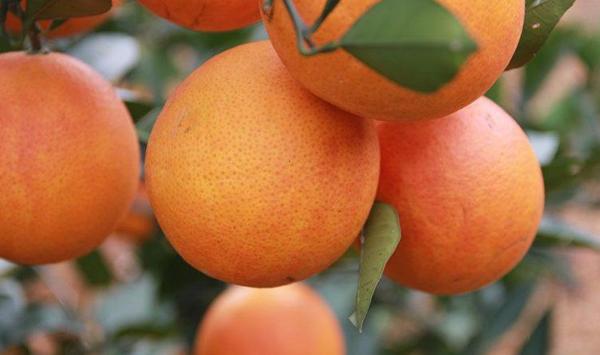 塔罗科血橙高产种植技术要点汇总