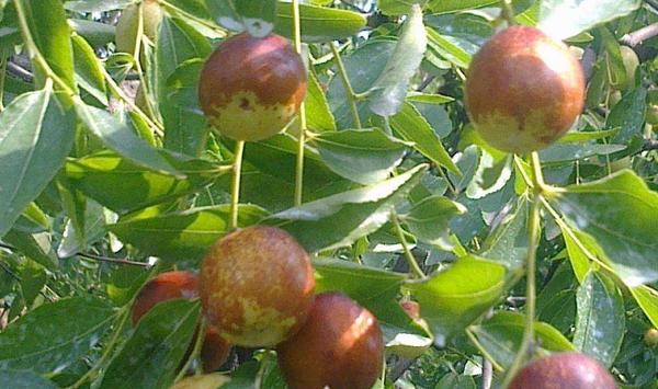 红丹脆枣高产栽培技巧