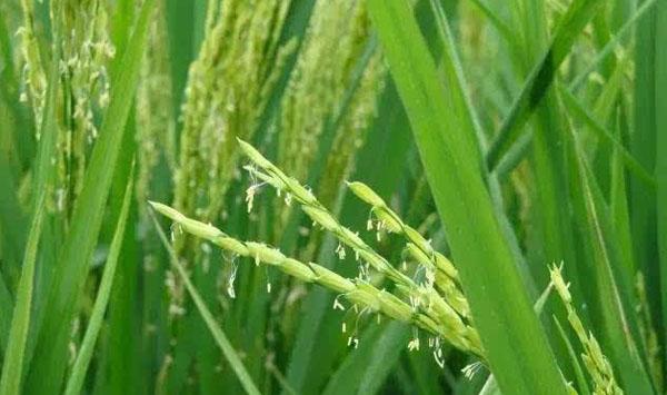 水稻田野慈姑危害