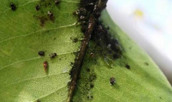 梨园发生梨木虱怎么办？