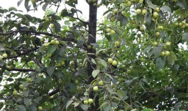 梨树怎么进行人工授粉？梨树疏花疏果关键技术